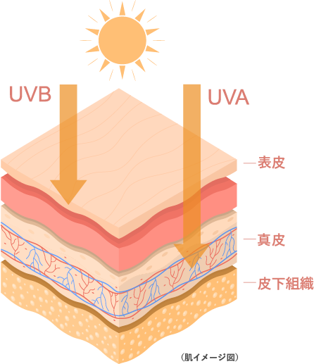 紫外線UVBとUVAについて解説した図。